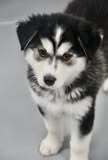 Koda thumbnail 2