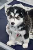 Koda thumbnail 3