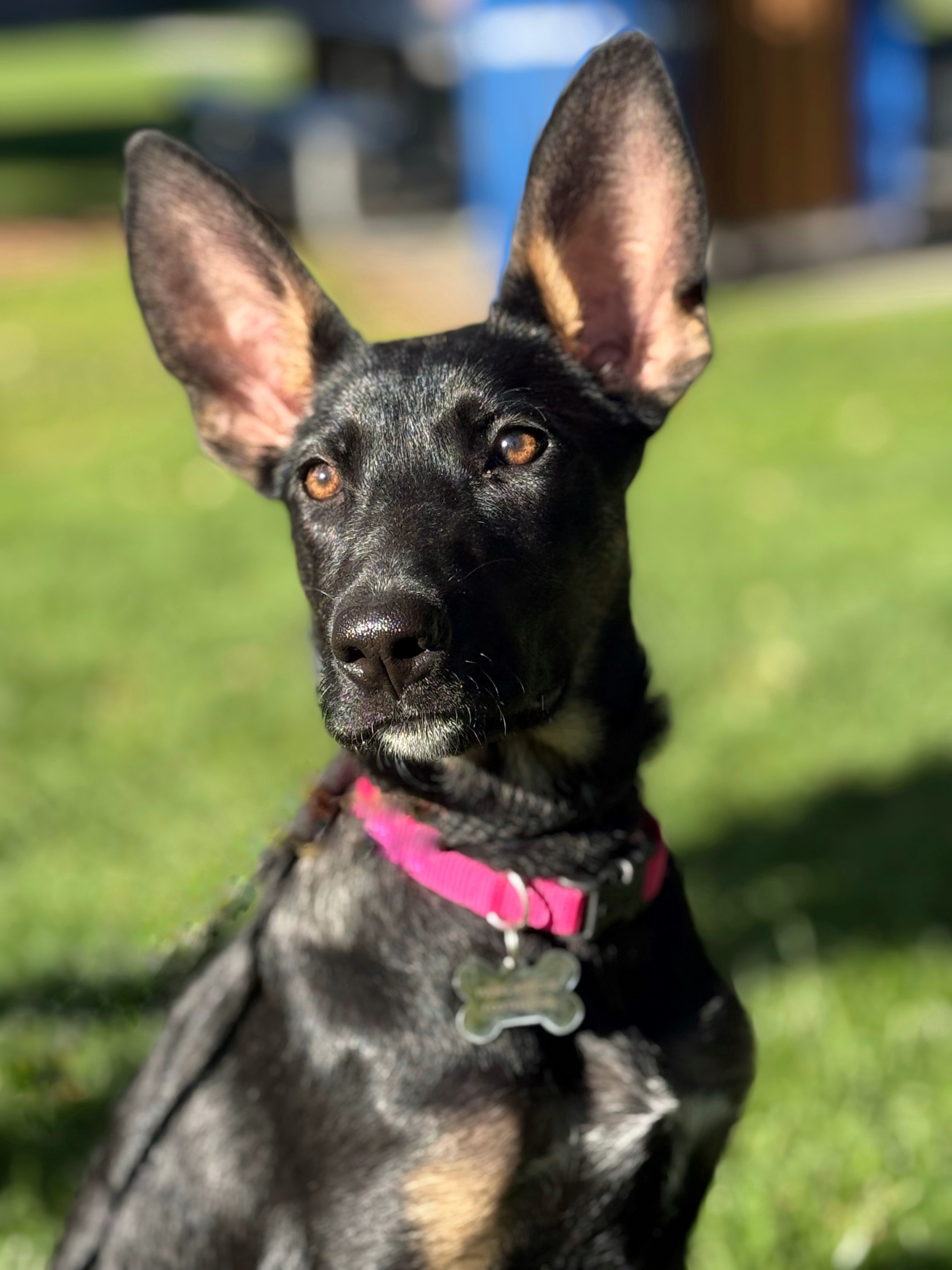 Millie