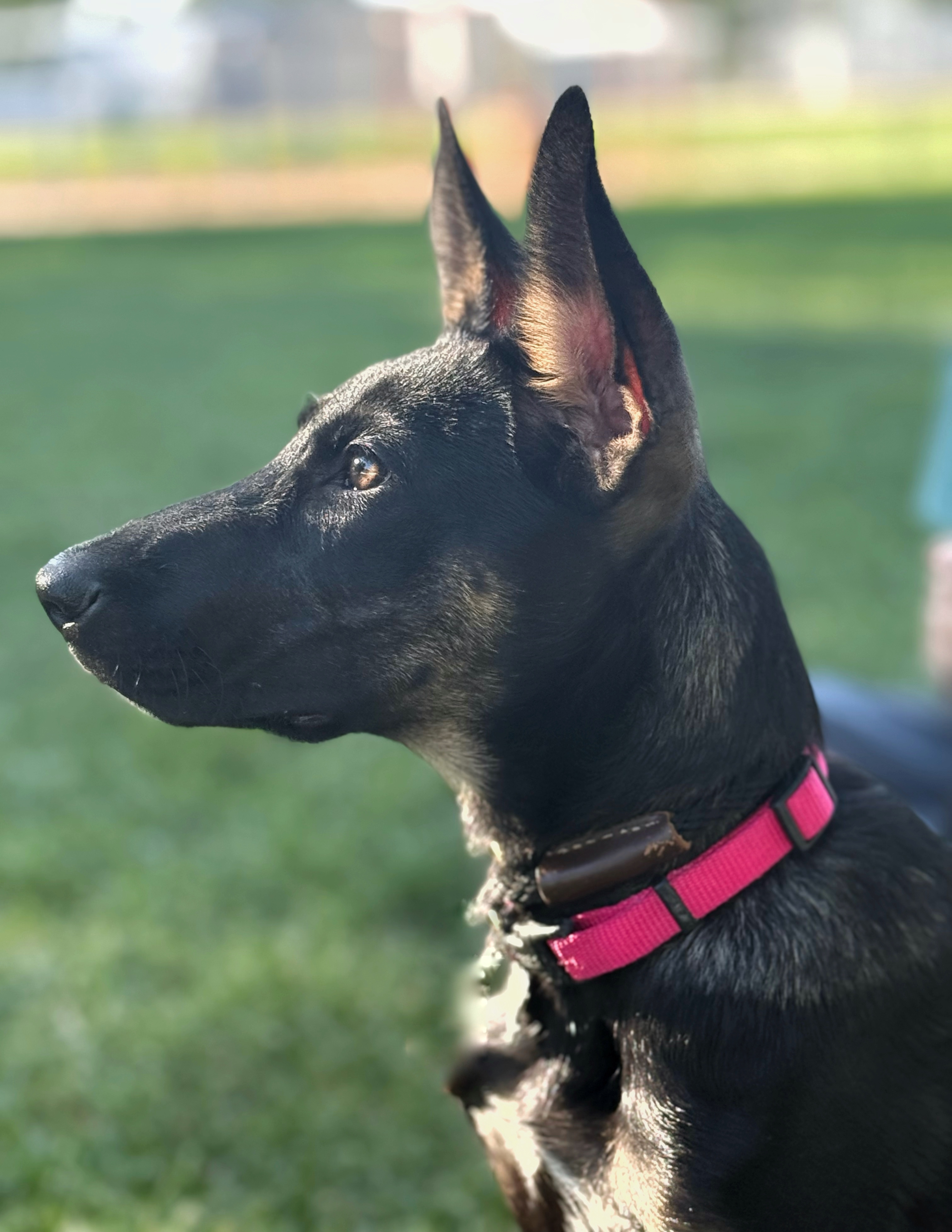 Millie, an adoptable German Shepherd Dog, Doberman Pinscher in Twin Falls, ID, 83301 | Photo Image 3