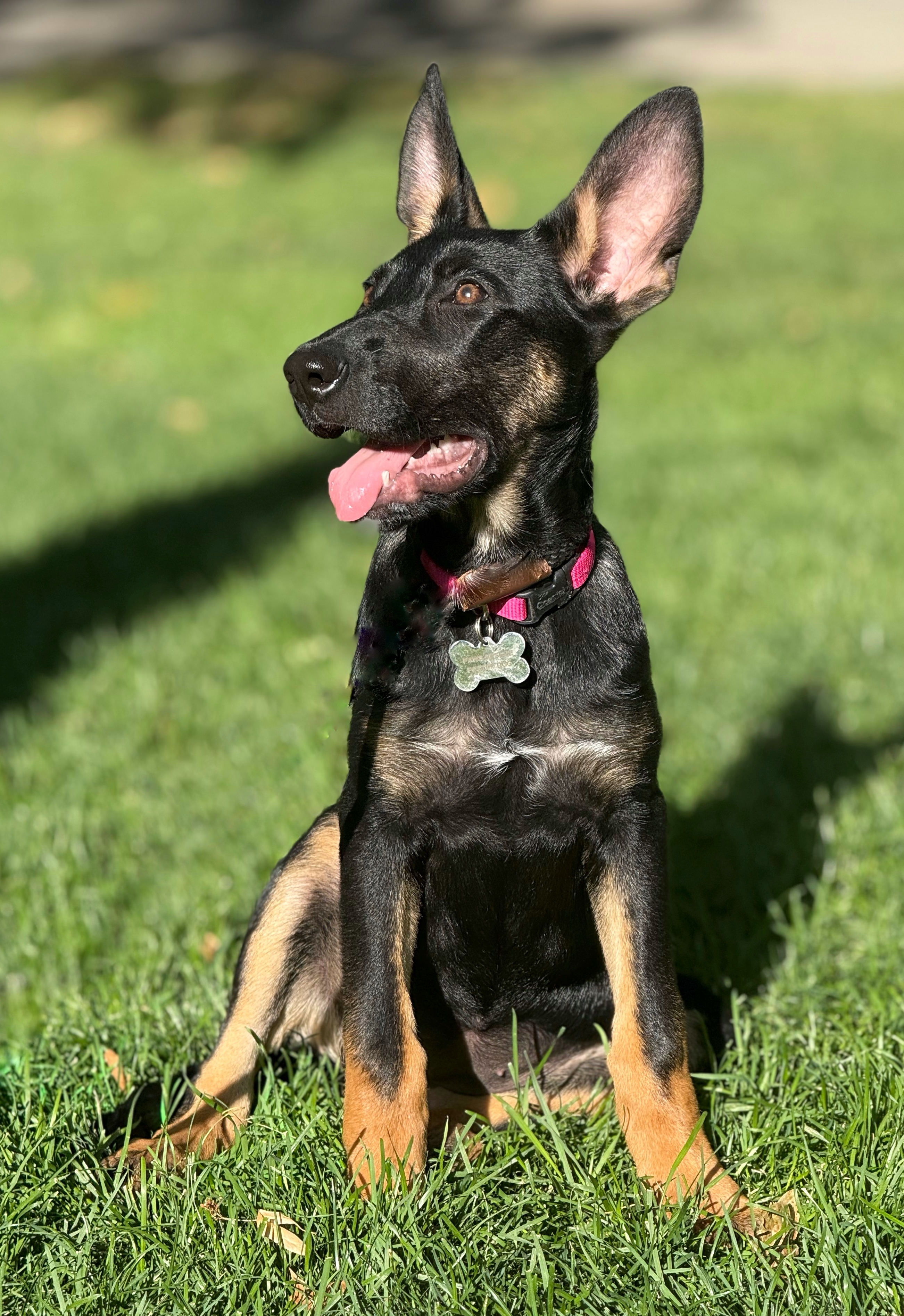 Millie, an adoptable German Shepherd Dog, Doberman Pinscher in Twin Falls, ID, 83301 | Photo Image 6