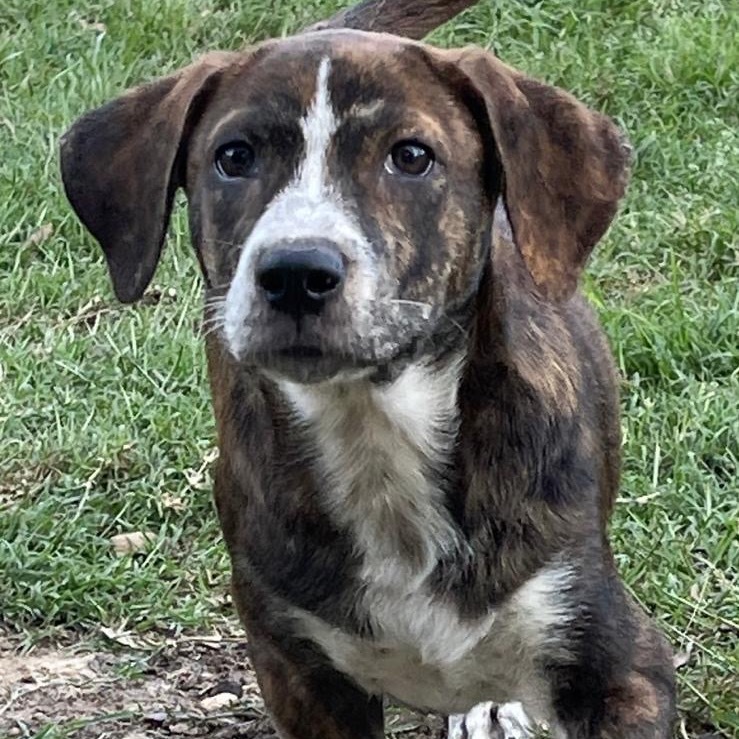 Waylan, an adoptable Cattle Dog, Catahoula Leopard Dog in Wadena, MN, 56482 | Photo Image 5