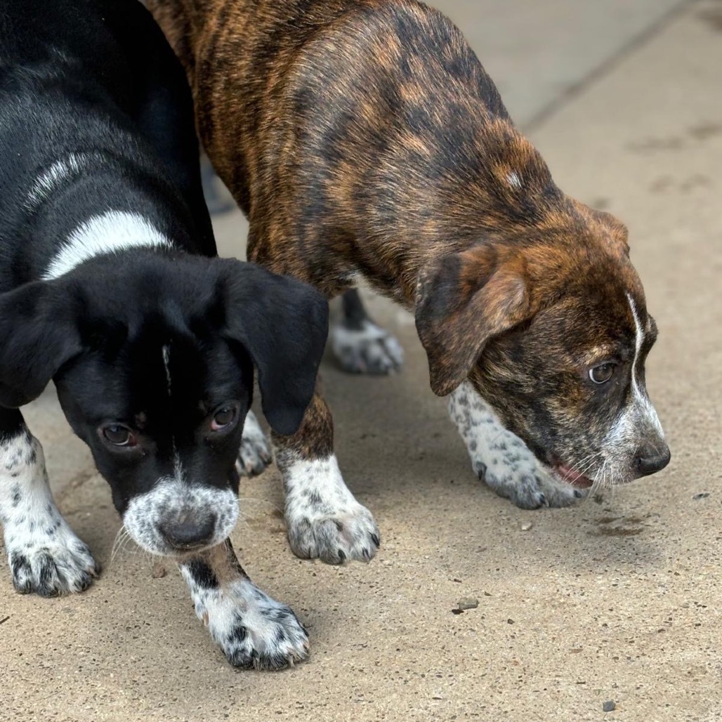 Waylan, an adoptable Cattle Dog, Catahoula Leopard Dog in Wadena, MN, 56482 | Photo Image 7