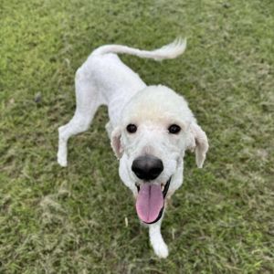 Chief Standard Poodle Dog