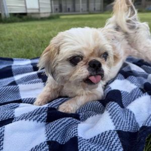 Bella Cullen Shih Tzu Dog