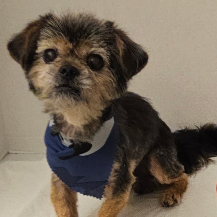 Simba Aaron (Dallas), an adoptable Pekingese in Houston, TX, 77006 | Photo Image 1