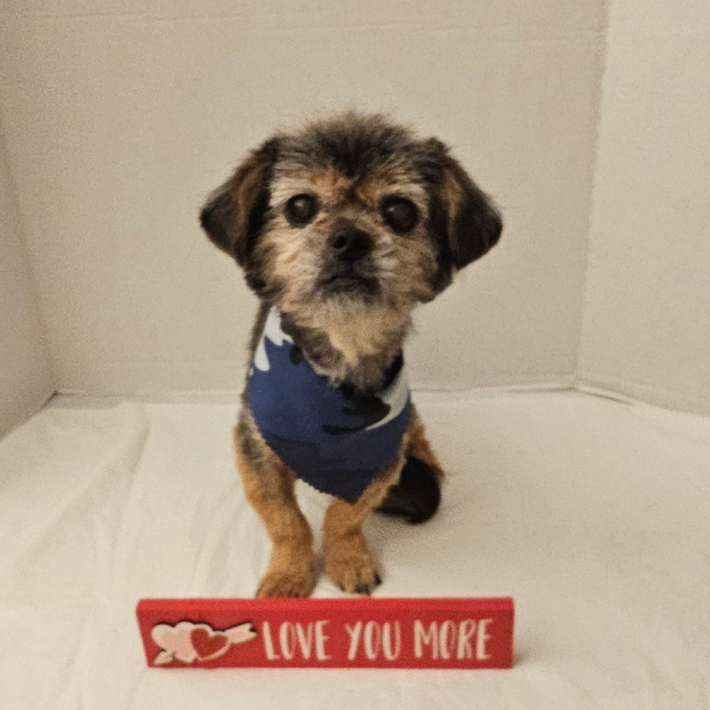 Simba Aaron (Dallas), an adoptable Pekingese in Houston, TX, 77006 | Photo Image 2