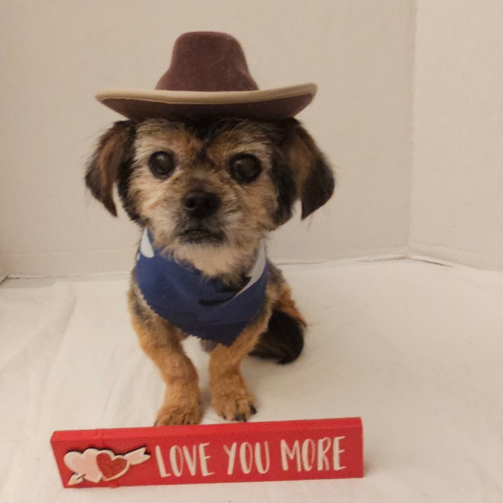 Simba Aaron (Dallas), an adoptable Pekingese in Houston, TX, 77006 | Photo Image 3