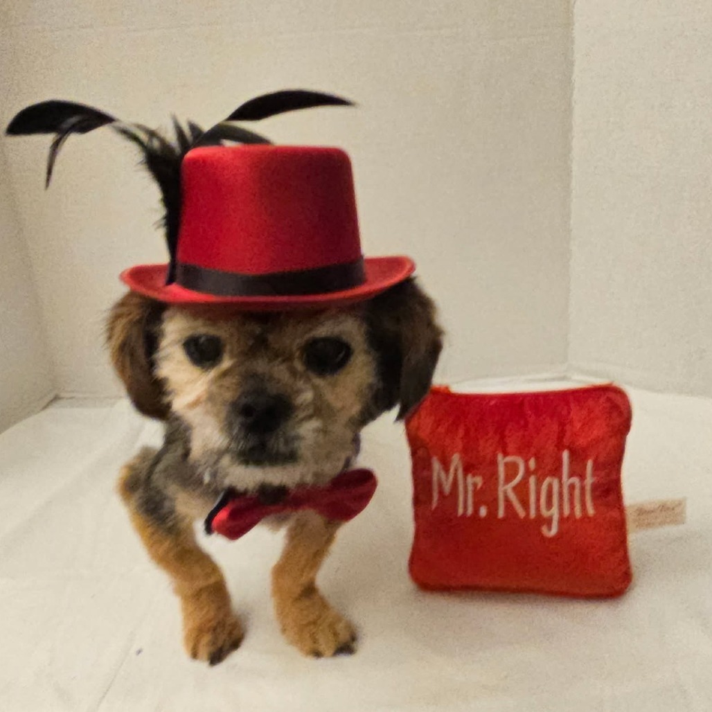 Simba Aaron (Dallas), an adoptable Pekingese in Houston, TX, 77006 | Photo Image 4