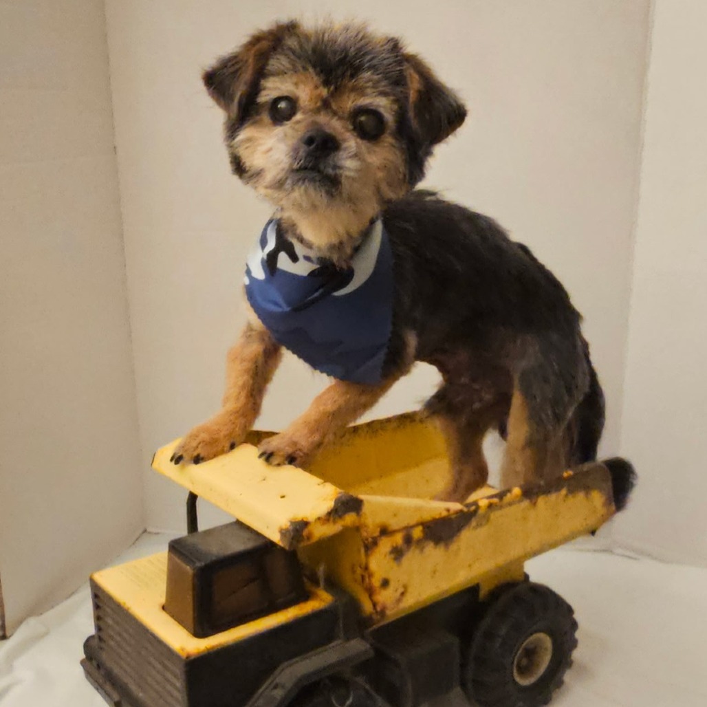 Simba Aaron (Dallas), an adoptable Pekingese in Houston, TX, 77006 | Photo Image 5