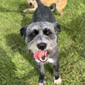 Bandit mcCormack Terrier Dog