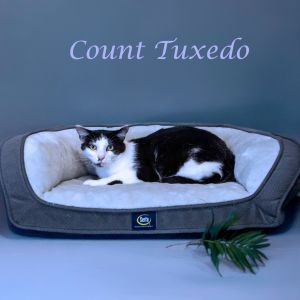 Count Tuxedo C25-192, Adult Male Domestic Short Hair