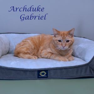 Archduke Gabriel C25-185, Young Male Domestic Short Hair