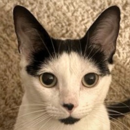 Cordelia, Young Female Domestic Short Hair