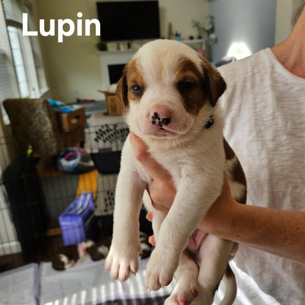 Lupin