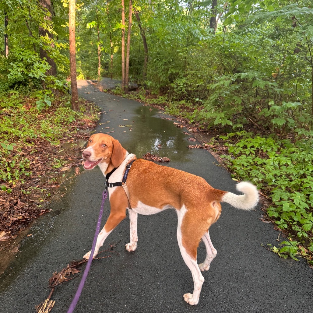 Cokie (100% Fox hound)