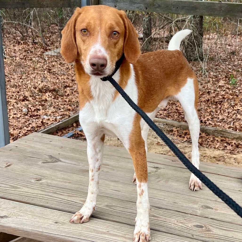 Cokie (100% Fox hound)