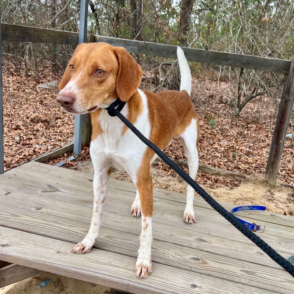 Cokie (100% Fox hound)