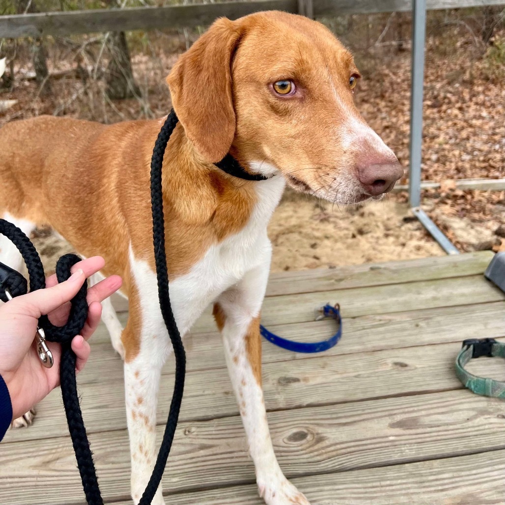Cokie (100% Fox hound)