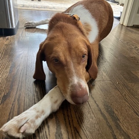 Cokie (100% Fox hound)