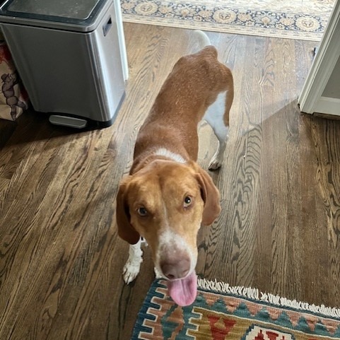 Cokie (100% Fox hound)