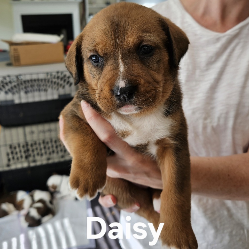 Daisy
