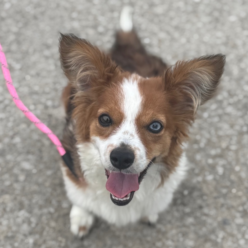 Photo of Young Female Corgi Red / Chestnut / Orange