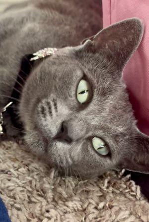 Misty, Young Female Russian Blue
