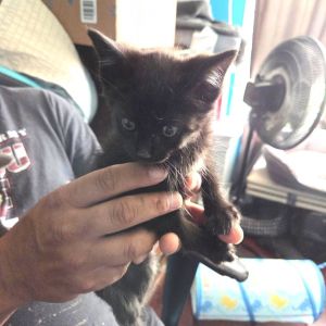 Hades, Baby Male Domestic Short Hair
