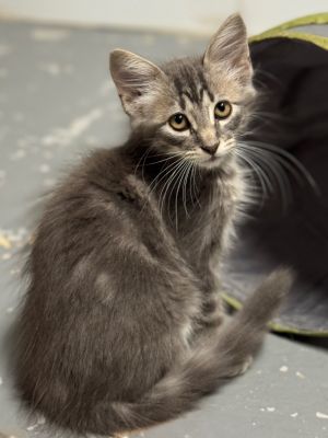 Blueberry, Baby Male Domestic Medium Hair