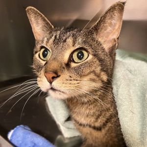 Louis, Senior Male unknown