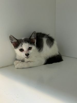Anakin, Baby Male Domestic Short Hair
