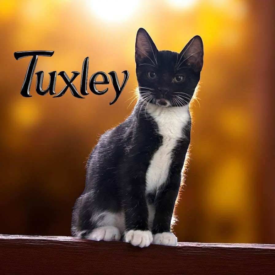 Tuxley