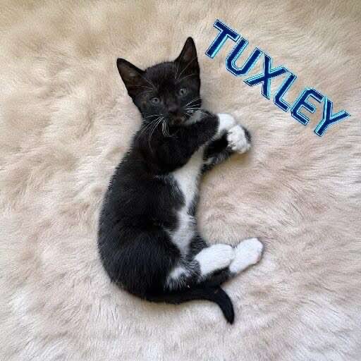 Tuxley