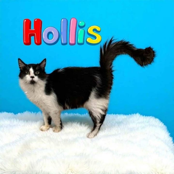 Hollis 1