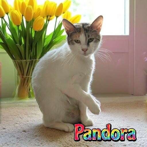 Pandora