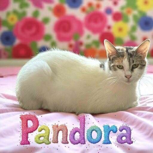 Pandora