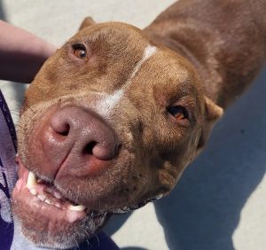 Tootsie, Adult Female unknown