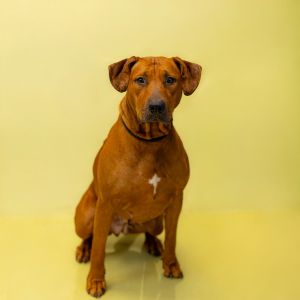 Primary Color Red Weight 80lbs Age 2yrs 0mths 2wks Animal has been Spayed