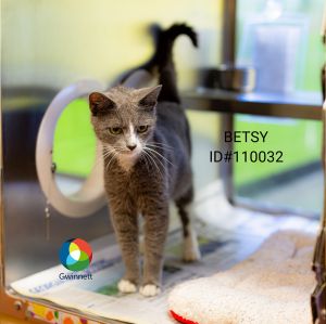 Pen 65 Betsy Domestic Short Hair Cat
