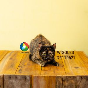 Pen 10/11 Wiggles Domestic Short Hair Cat