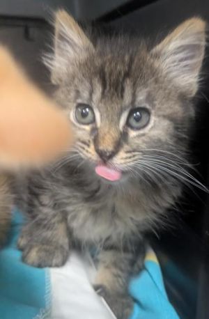 Say aloha to Shaka the kitten whos all about good vibes and ocean-side fun With her playful spi