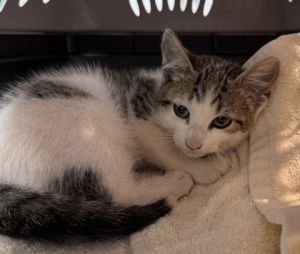 Mermaid is a sweet and sparkly girl who loves to cuddle and play Shes soft like sea foam and full