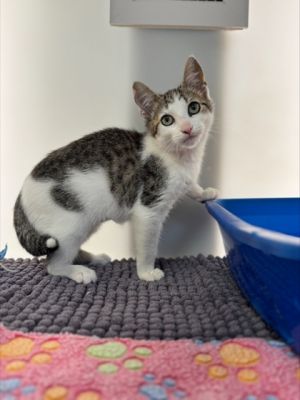 Mermaid is a sweet and sparkly girl who loves to cuddle and play Shes soft like sea foam and full