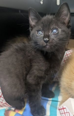 Beach Bum is the ultimate laid-back little dude always ready to ride the waves of fun and purrs Wi