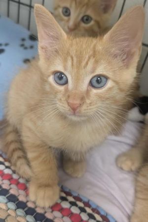 Blimey may have a pirates name but hes all snuggles and sweetness This adorable little kitten is