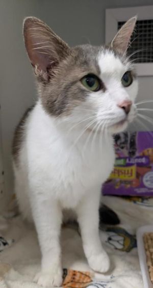 Meet Crowley Shes a smart and gentle lady who loves quiet naps and soft pets She enjoys cozy spot