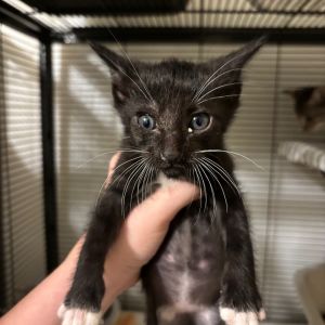 Thursday Pessin - SA Domestic Short Hair Cat