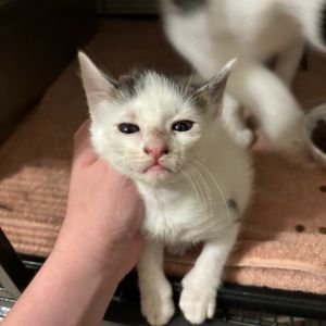 Tuesday Pessin - SA Domestic Short Hair Cat