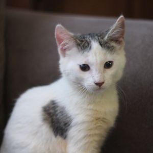 Tuesday Pessin - SA Domestic Short Hair Cat